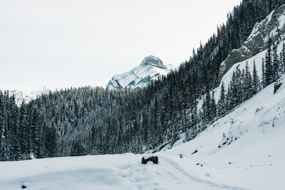 a black bear walking across a snow covered forest