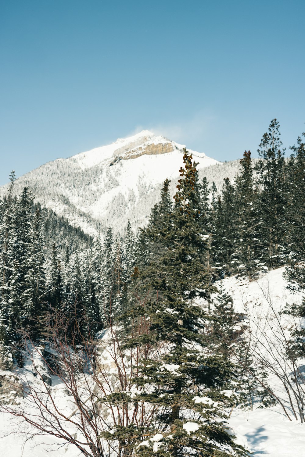 a snow covered mountain with trees in the foreground