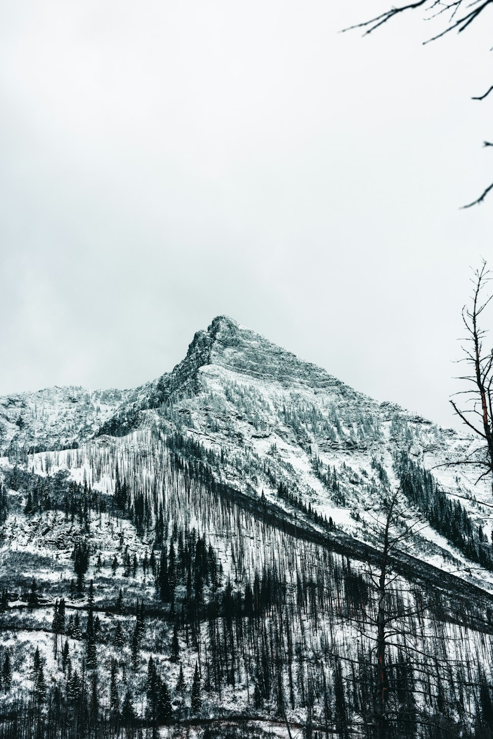 a snow covered mountain with trees on the side