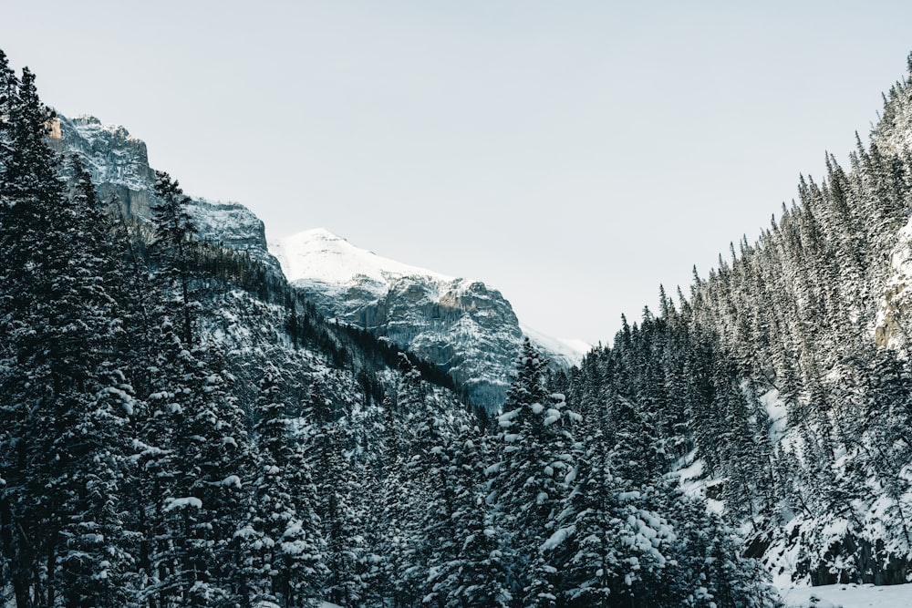 a mountain covered in snow next to a forest