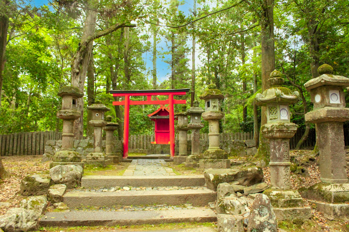 Red torii gate in a Japanese forest clearing, stone lanterns on both sides of the approach path