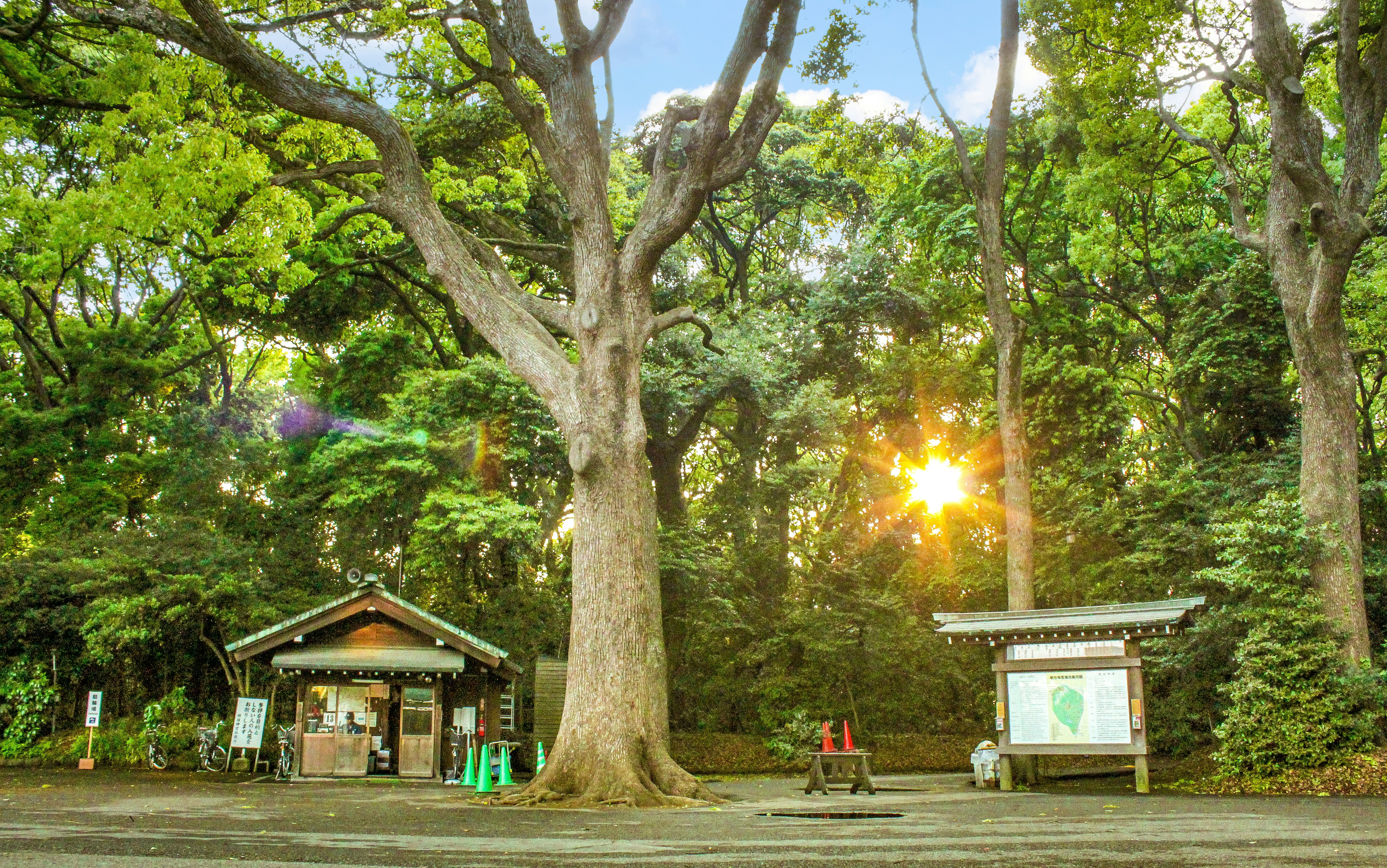 the sun is shining through the trees in the park, small house inside Japanese shrine