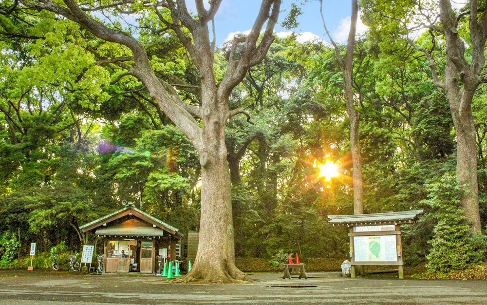 the sun is shining through the trees in the park