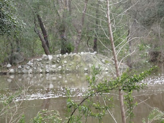 A tranquil pond is surrounded by lush green foliage and trees, with a small stone wall or pile of rocks visible in the background. The scene is reflected in the still water of the pond, creating a peaceful natural setting.
