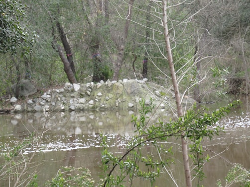 A tranquil pond is surrounded by lush green foliage and trees, with a small stone wall or pile of rocks visible in the background. The scene is reflected in the still water of the pond, creating a peaceful natural setting.