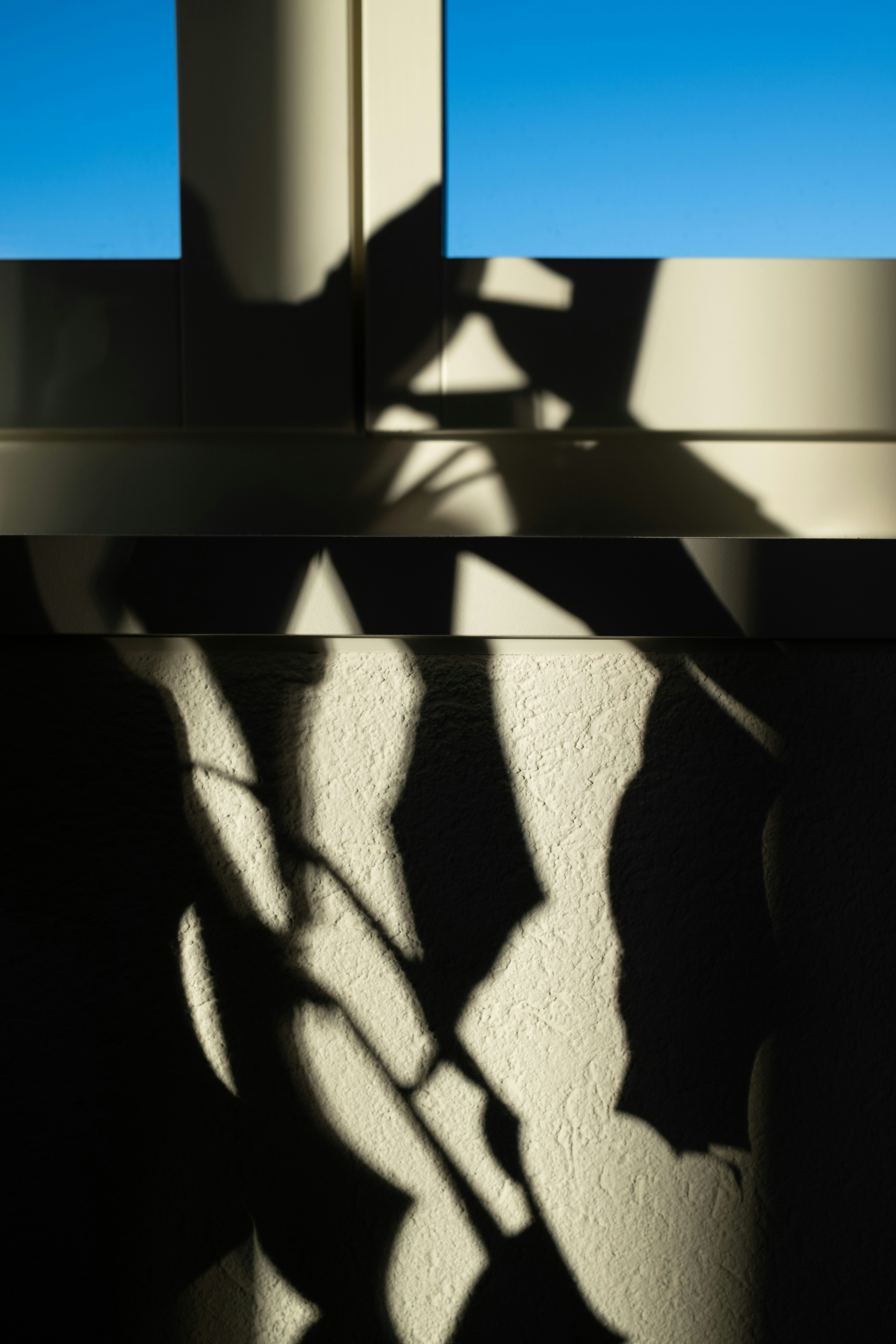 a shadow of a plant on a wall