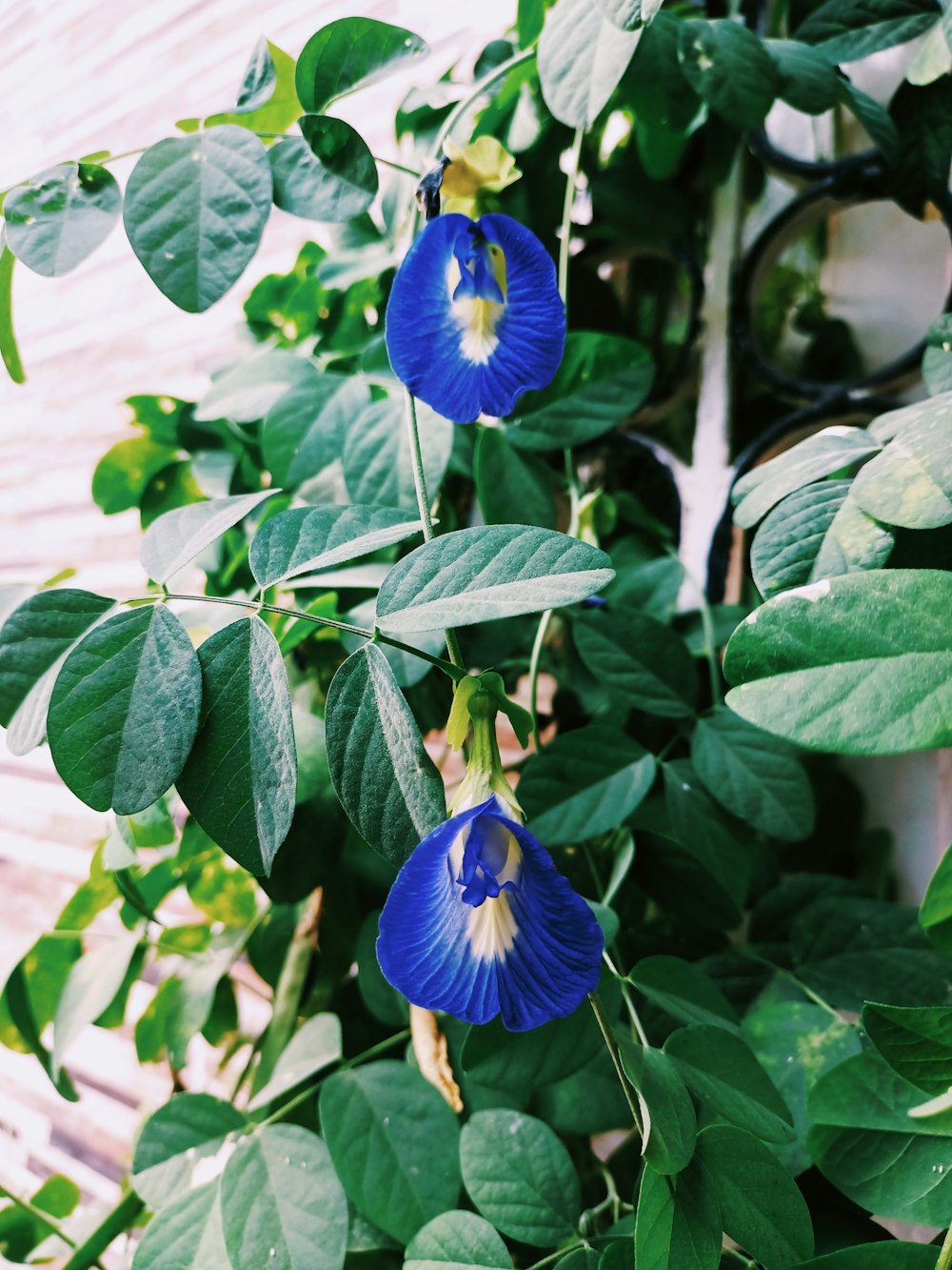 a blue flower is growing on a plant