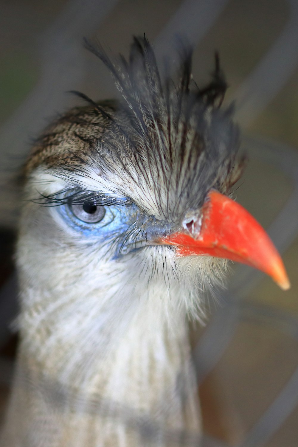 a close up of a bird with a red beak