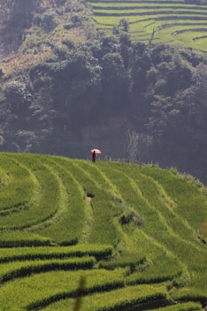 a person with an umbrella standing in the middle of a field