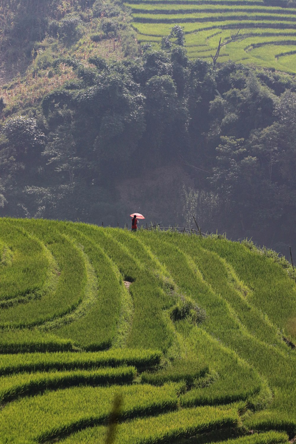 a person with an umbrella standing in the middle of a field