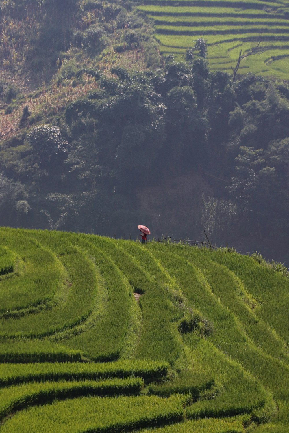 uma pessoa em pé no topo de uma encosta verde exuberante