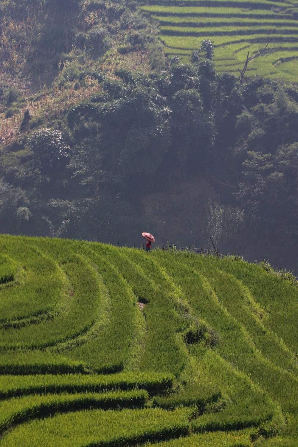 Una persona parada en la cima de una exuberante ladera verde