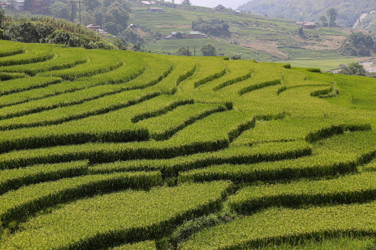 Petak-petak sawah hijau terasering dilihat dari atas
