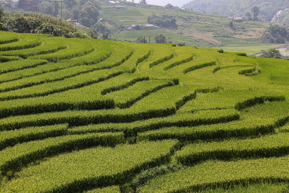 Un campo verde con un laberinto en medio de él