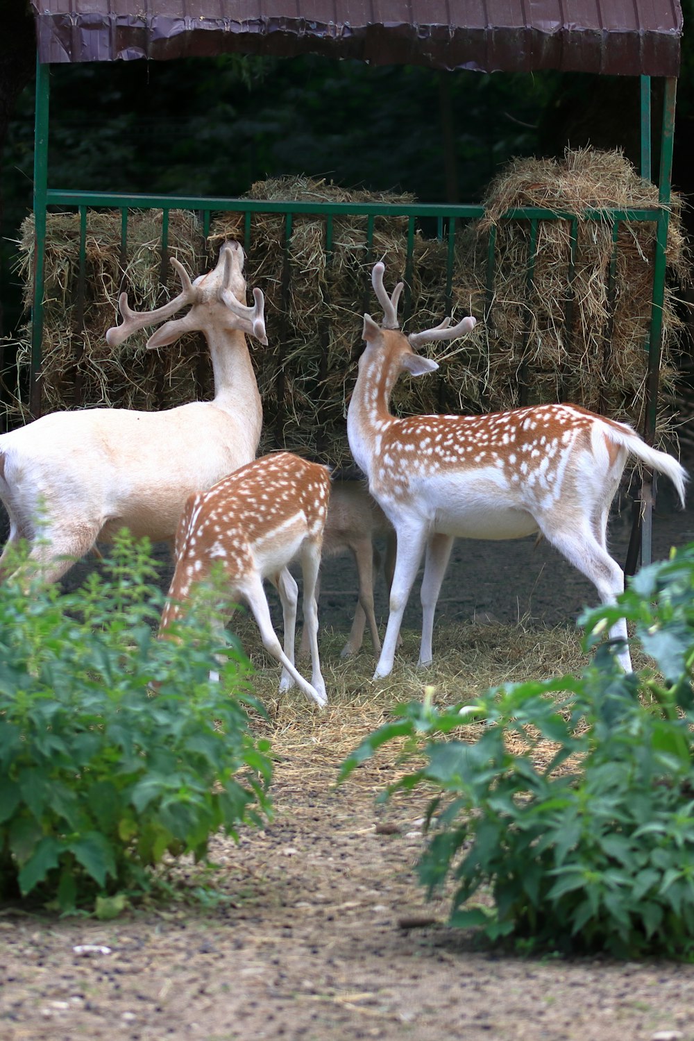 a herd of deer standing on top of a grass covered field