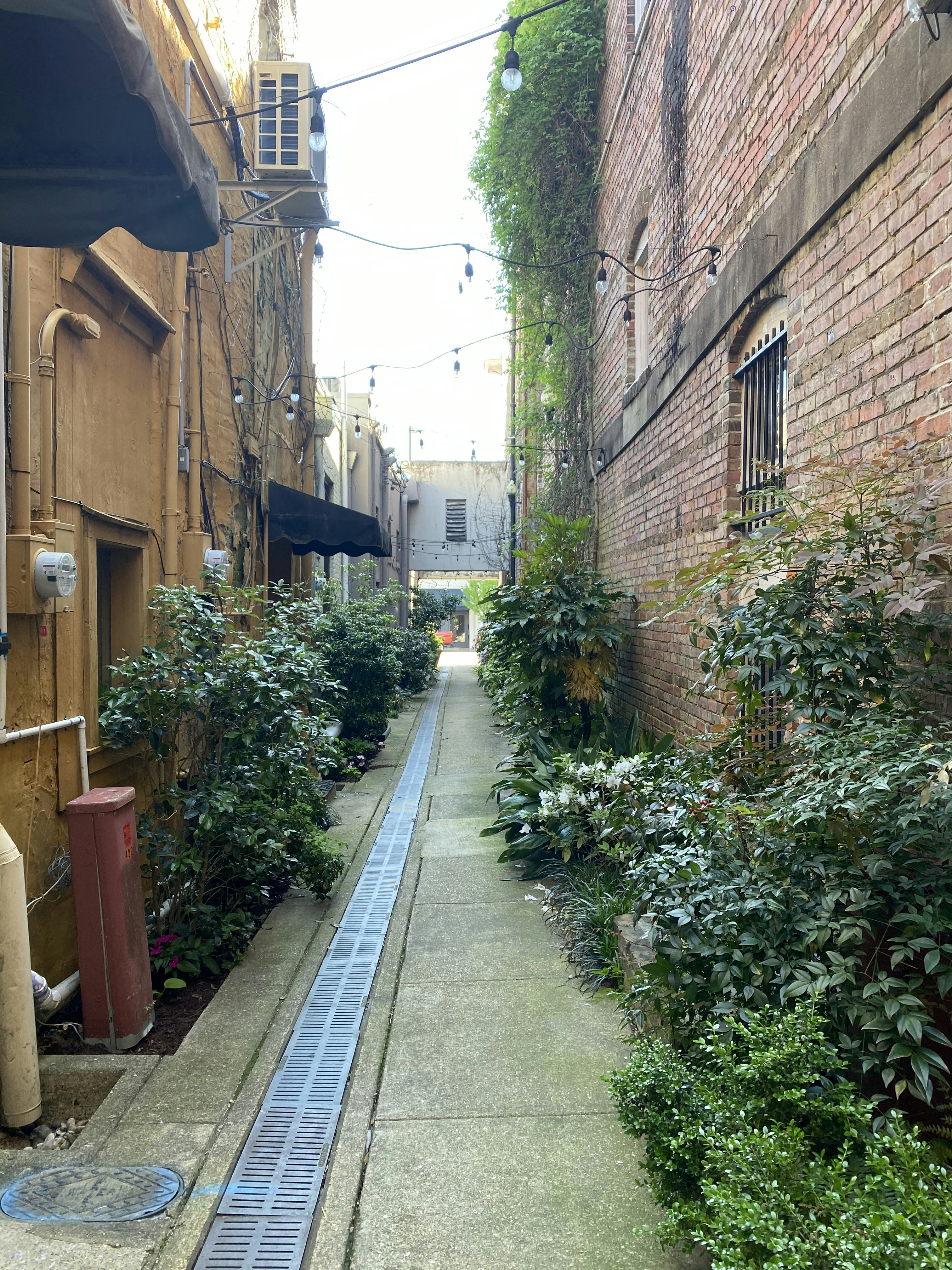 eine schmale Gasse mit beidseitig wachsenden Pflanzen