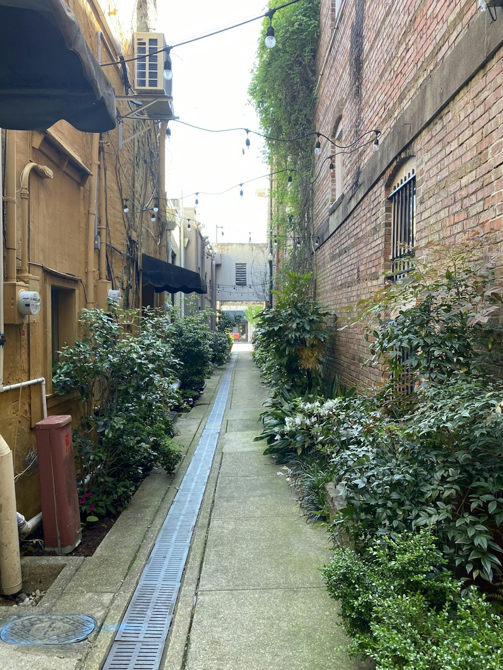 a narrow alley way with plants growing on both sides
