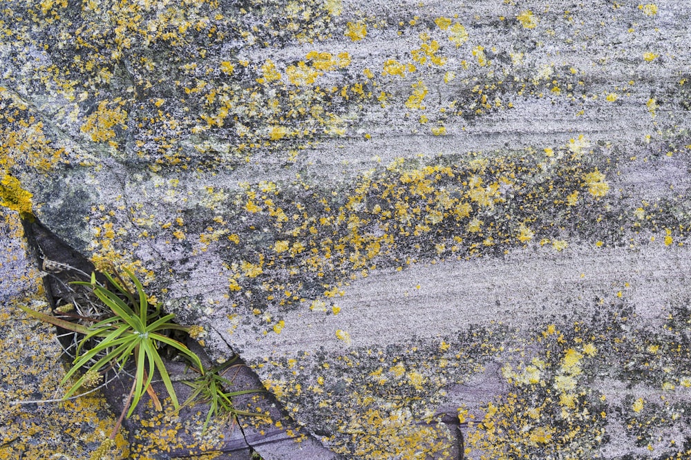 a plant growing out of a crack in a rock