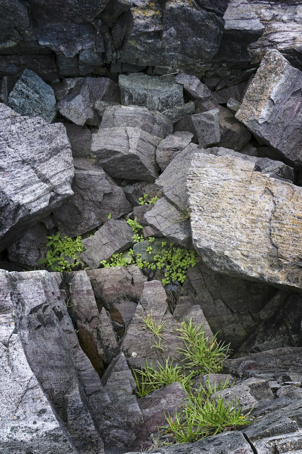 a small plant growing out of some rocks