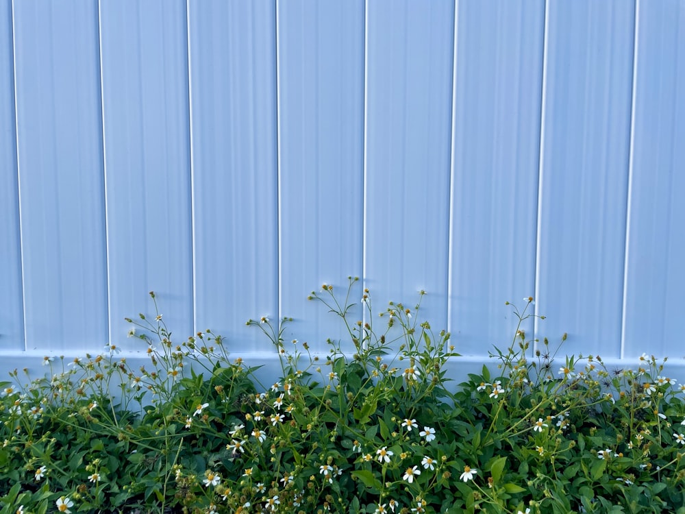 a bush with white flowers in front of a blue wall