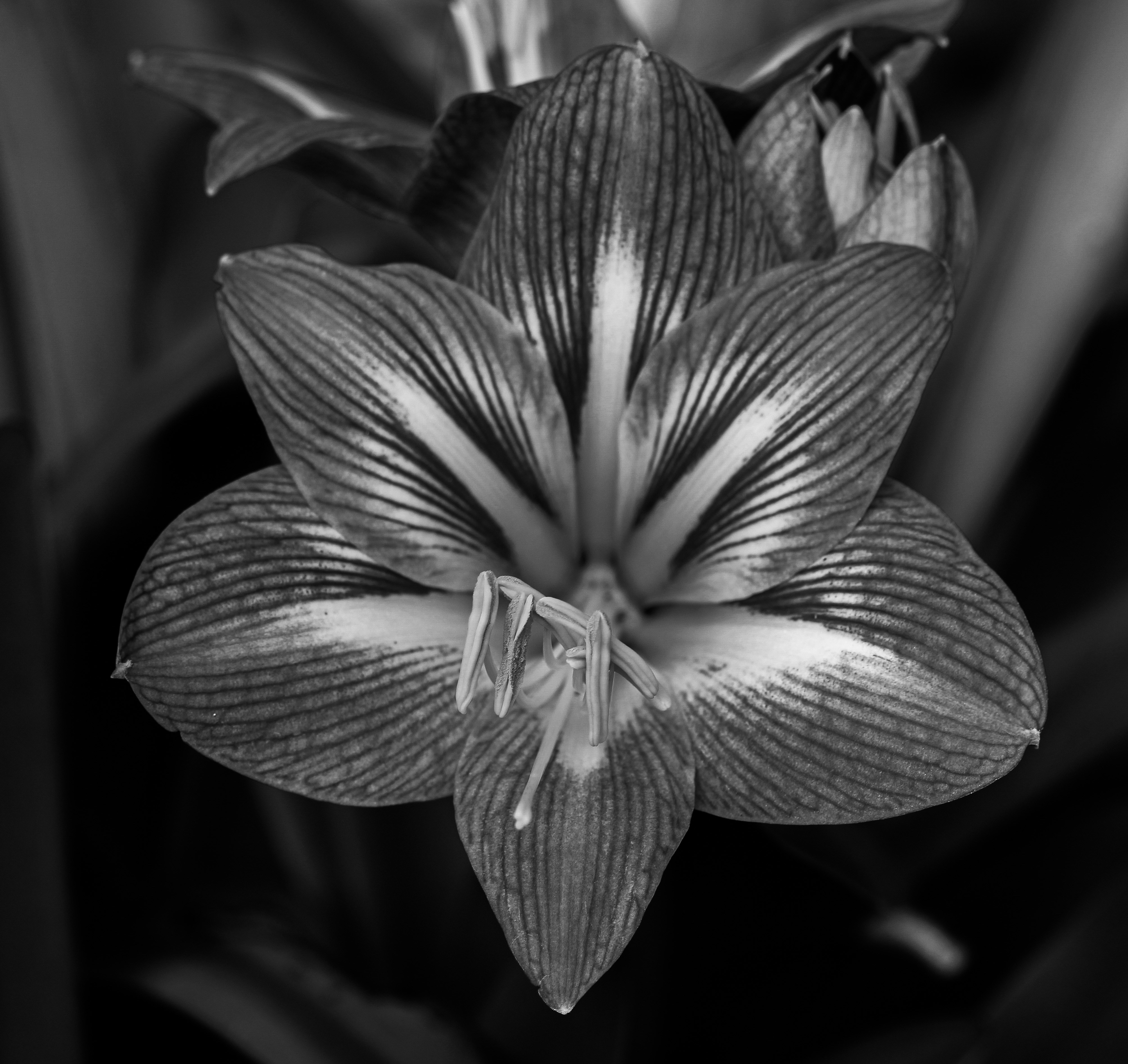 Photo by stellavanhowe