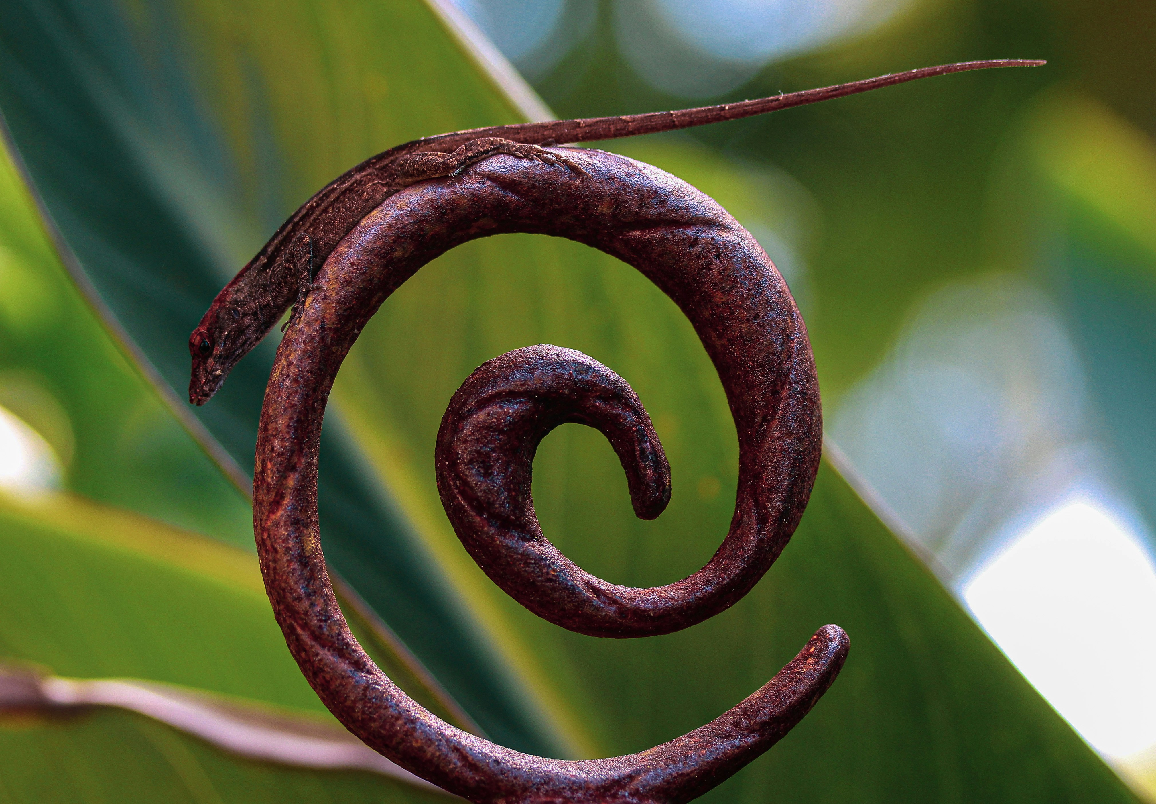 close-up spiral logam di tanaman