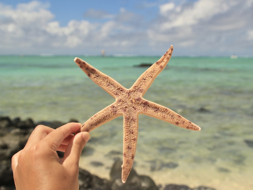 a person holding a starfish in front of the ocean