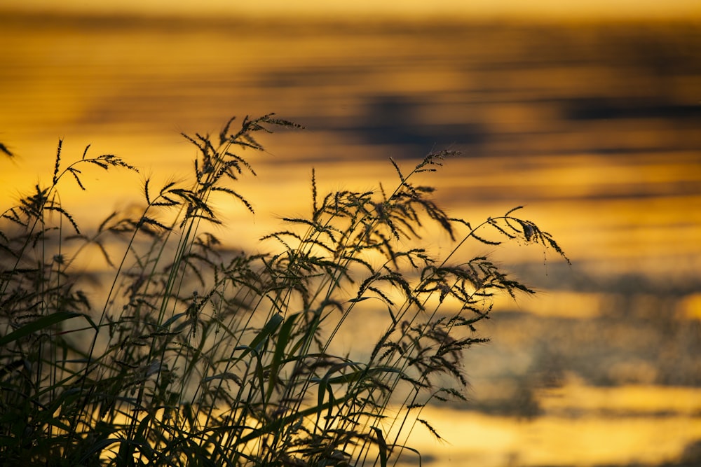 a close up of a plant with water in the background