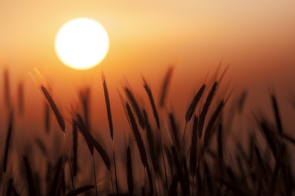 the sun is setting over a field of tall grass