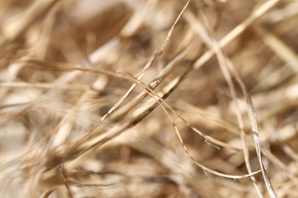 um close up de um campo de grama sem folhas