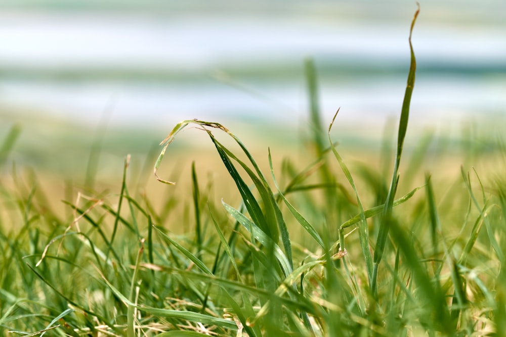 a close up of a grass field with water in the background