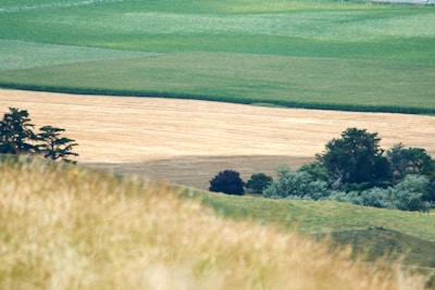 Rolling hills covered in tall grass lead to fields of varying shades of green and golden brown. Trees and bushes dot the landscape, creating a natural, patchwork effect.