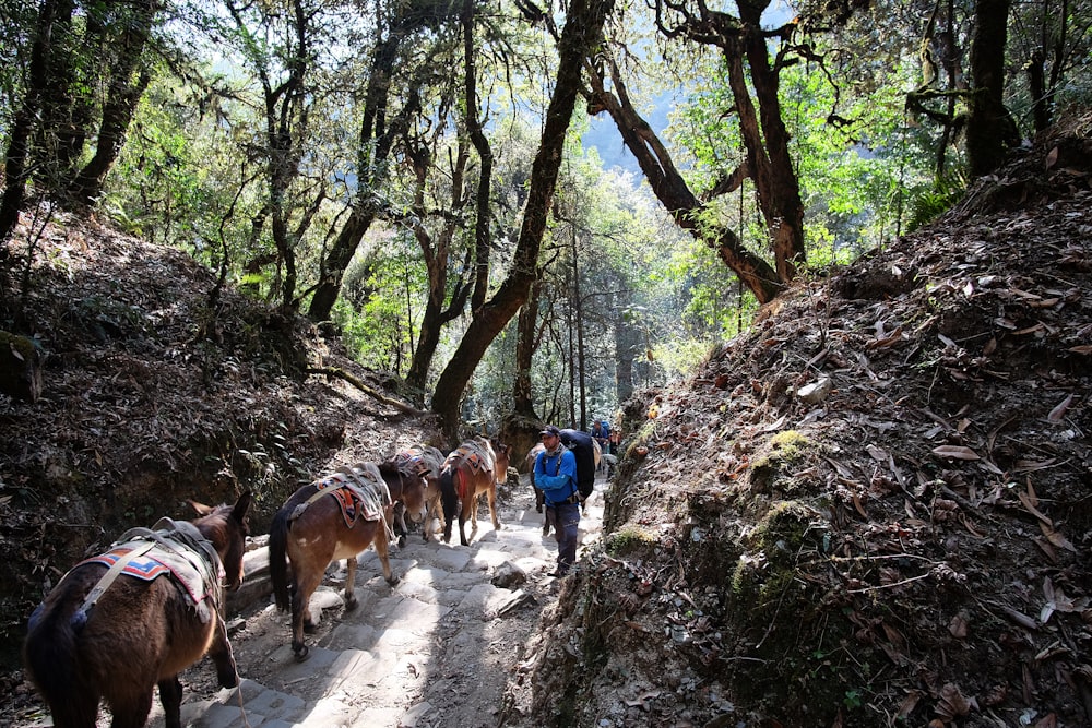 a group of horses walking down a dirt path