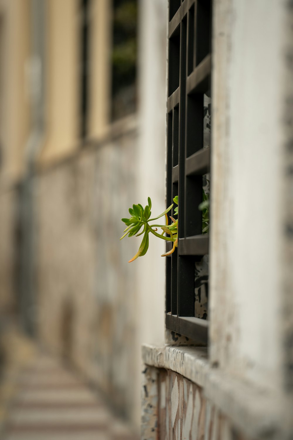 a plant is growing out of a window sill