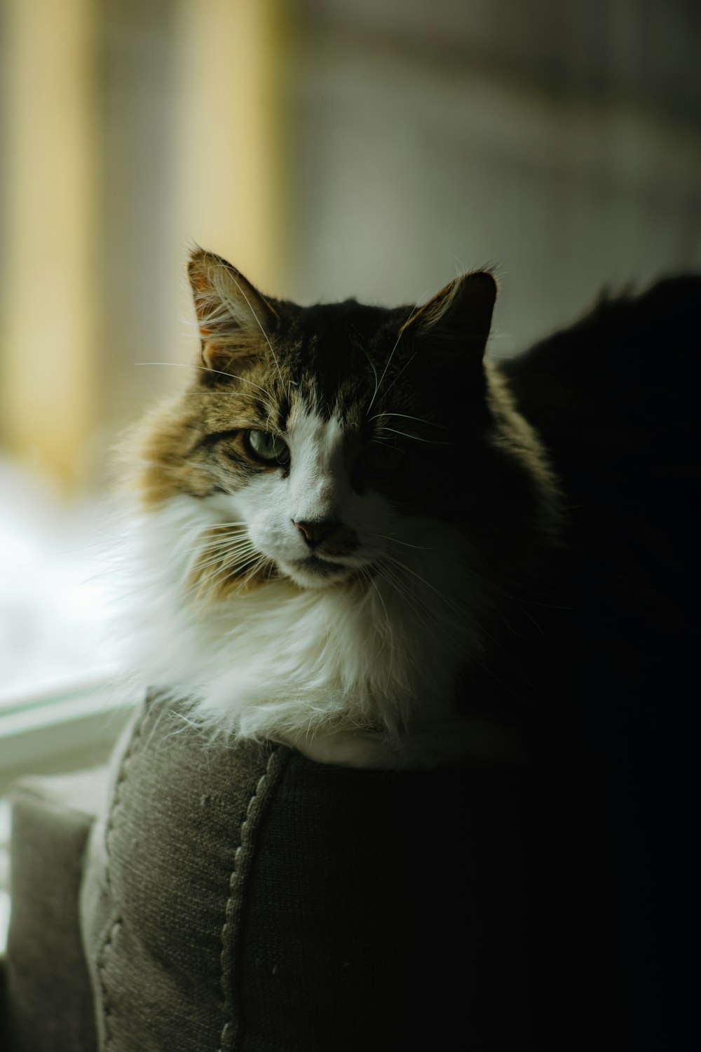 a cat sitting on top of a couch next to a window