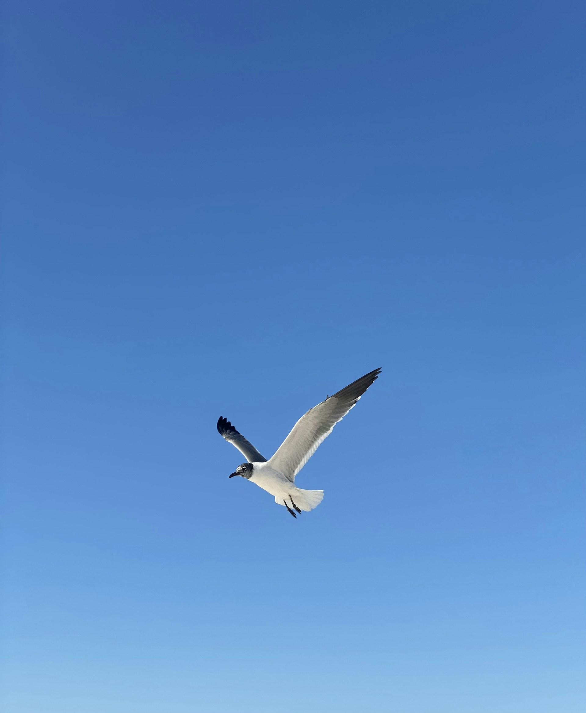 a seagull flying in a clear blue sky