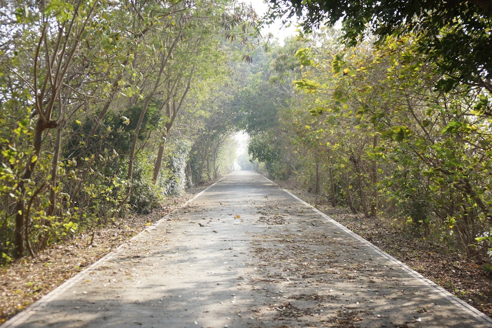 an empty road surrounded by trees and leaves