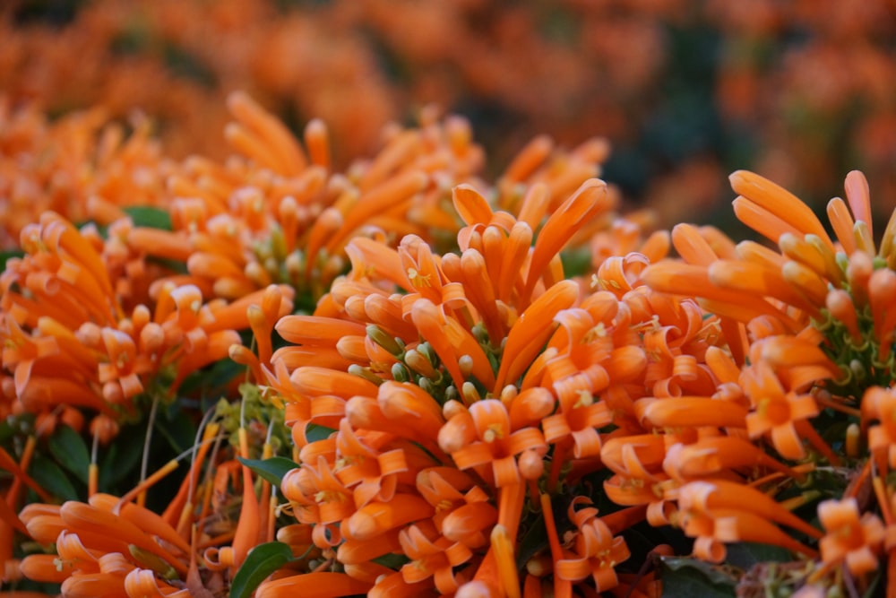 a close up of a bunch of orange flowers