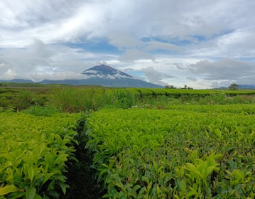 A lush green tea plantation stretches into the distance with rows of vibrant tea plants. A majestic mountain capped with clouds stands prominently in the background under a partly cloudy sky.