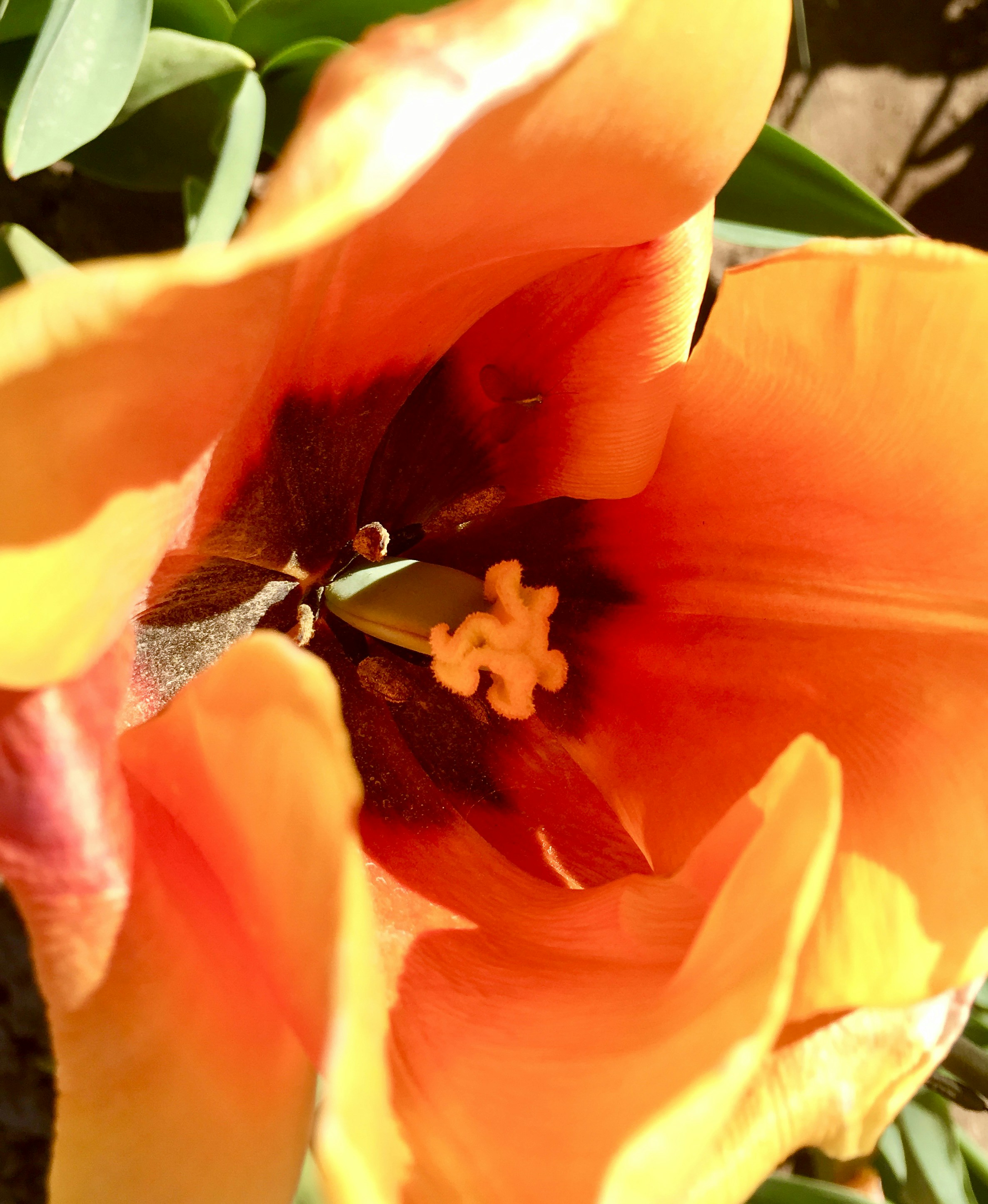 a close up of a flower with leaves in the background