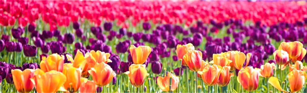 Un champ plein de fleurs violettes et oranges