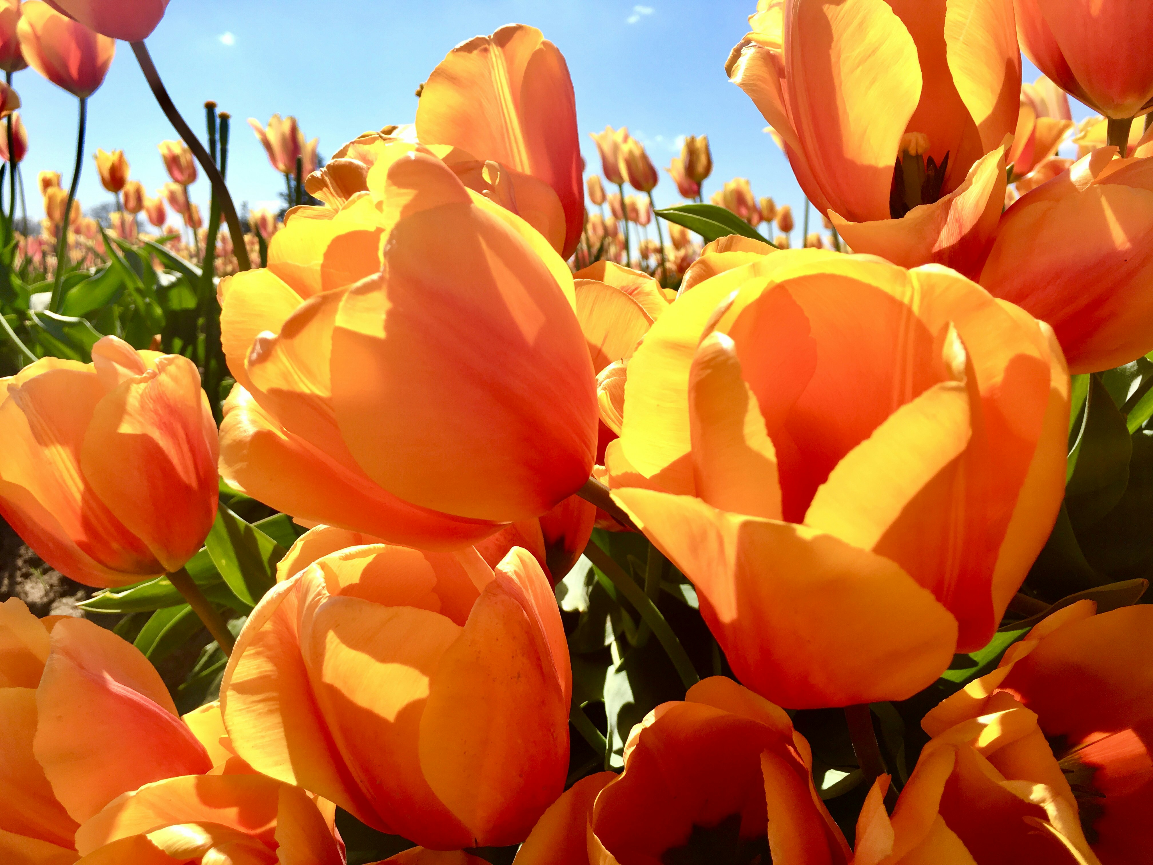 Un campo lleno de tulipanes naranjas bajo un cielo azul foto – Imagen de  Flor gratuita en Unsplash, image size:3000x2250