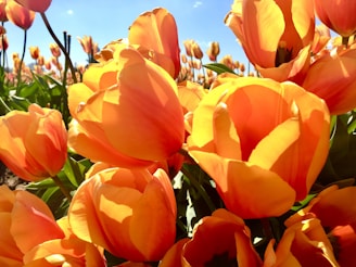 a field full of orange tulips under a blue sky