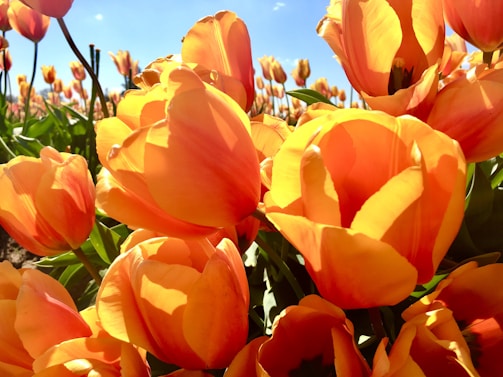 a field full of orange tulips under a blue sky
