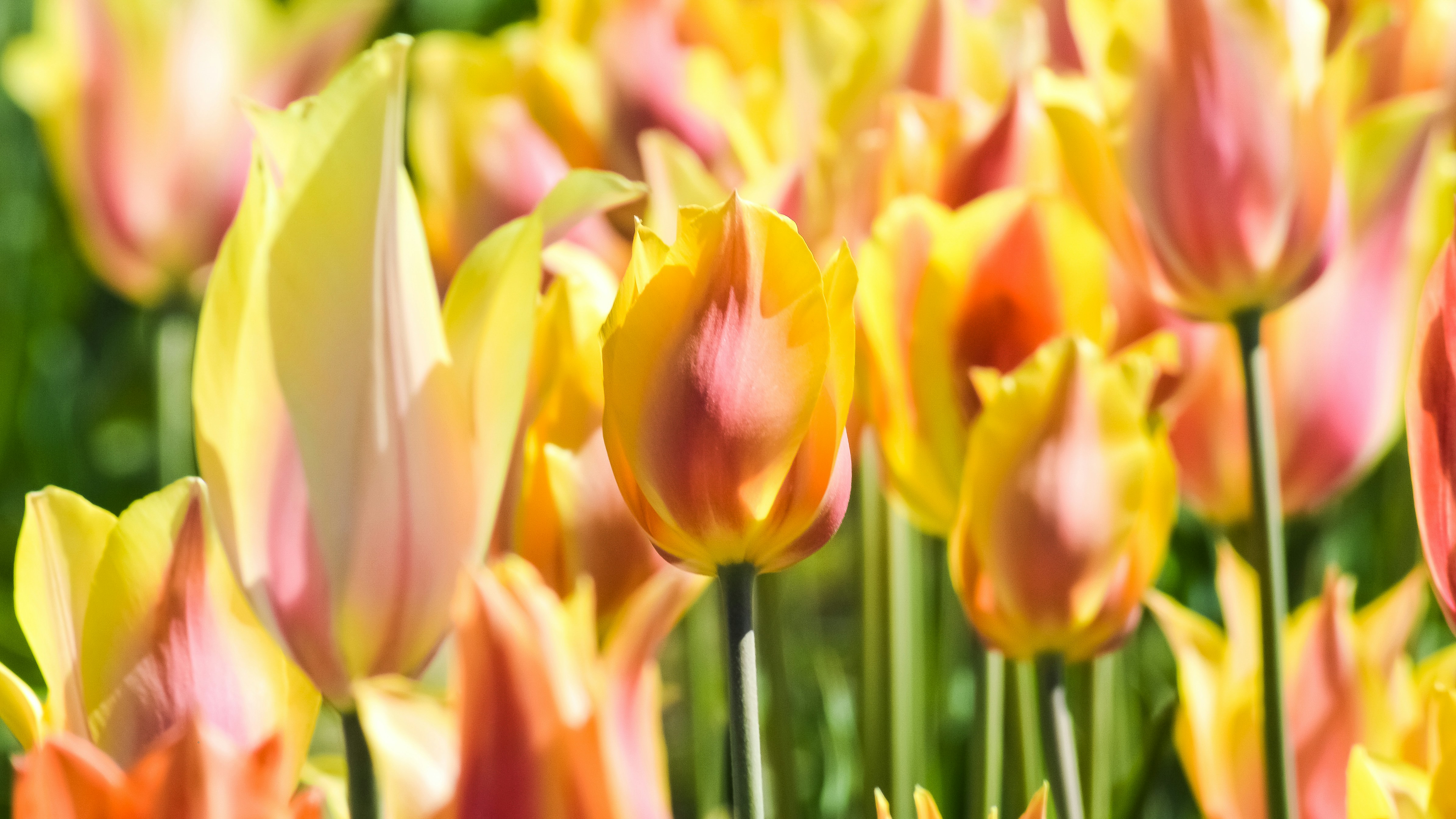 Photo by explorethewayside