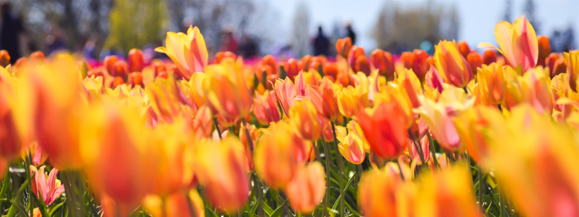 a field full of orange and yellow flowers