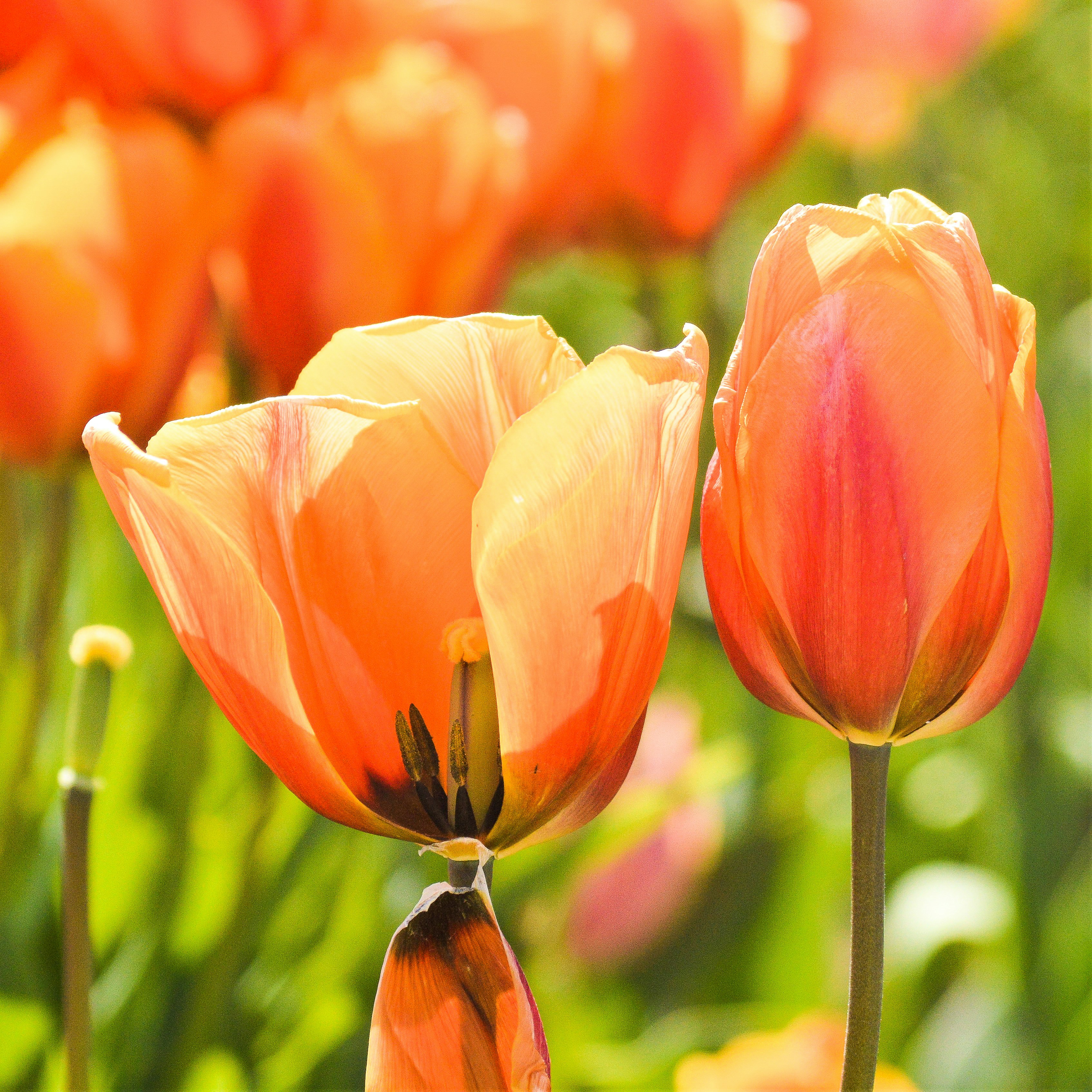 Photo by explorethewayside