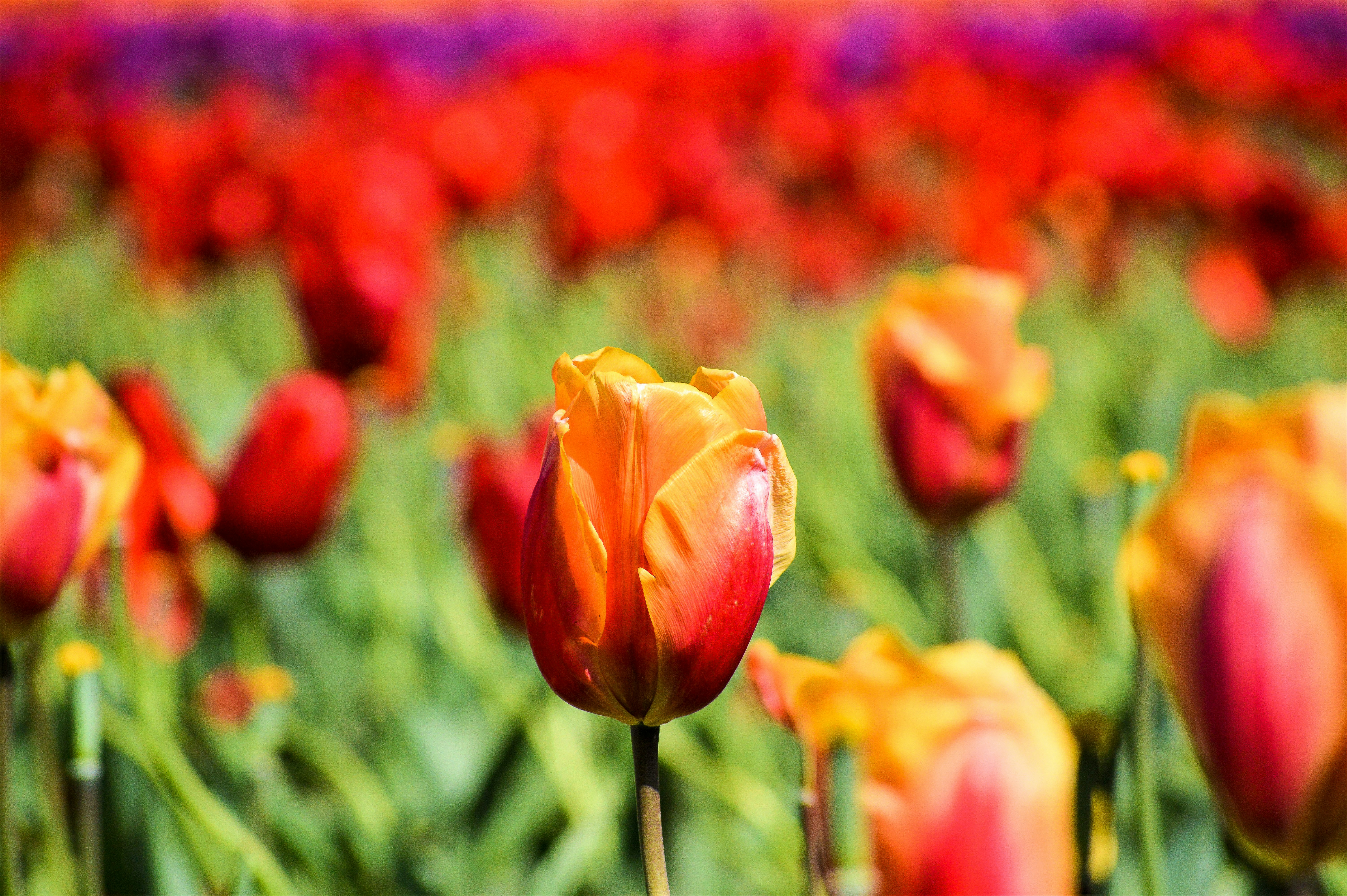 Photo by explorethewayside