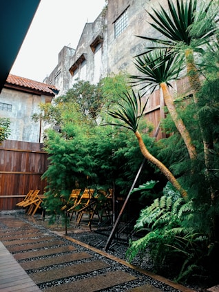 A quaint outdoor space features a wooden pathway surrounded by lush greenery, including tall palm-like plants and ferns. In the background, weathered concrete buildings with small windows create an urban backdrop. Wooden folding chairs are neatly arranged against a wooden fence.