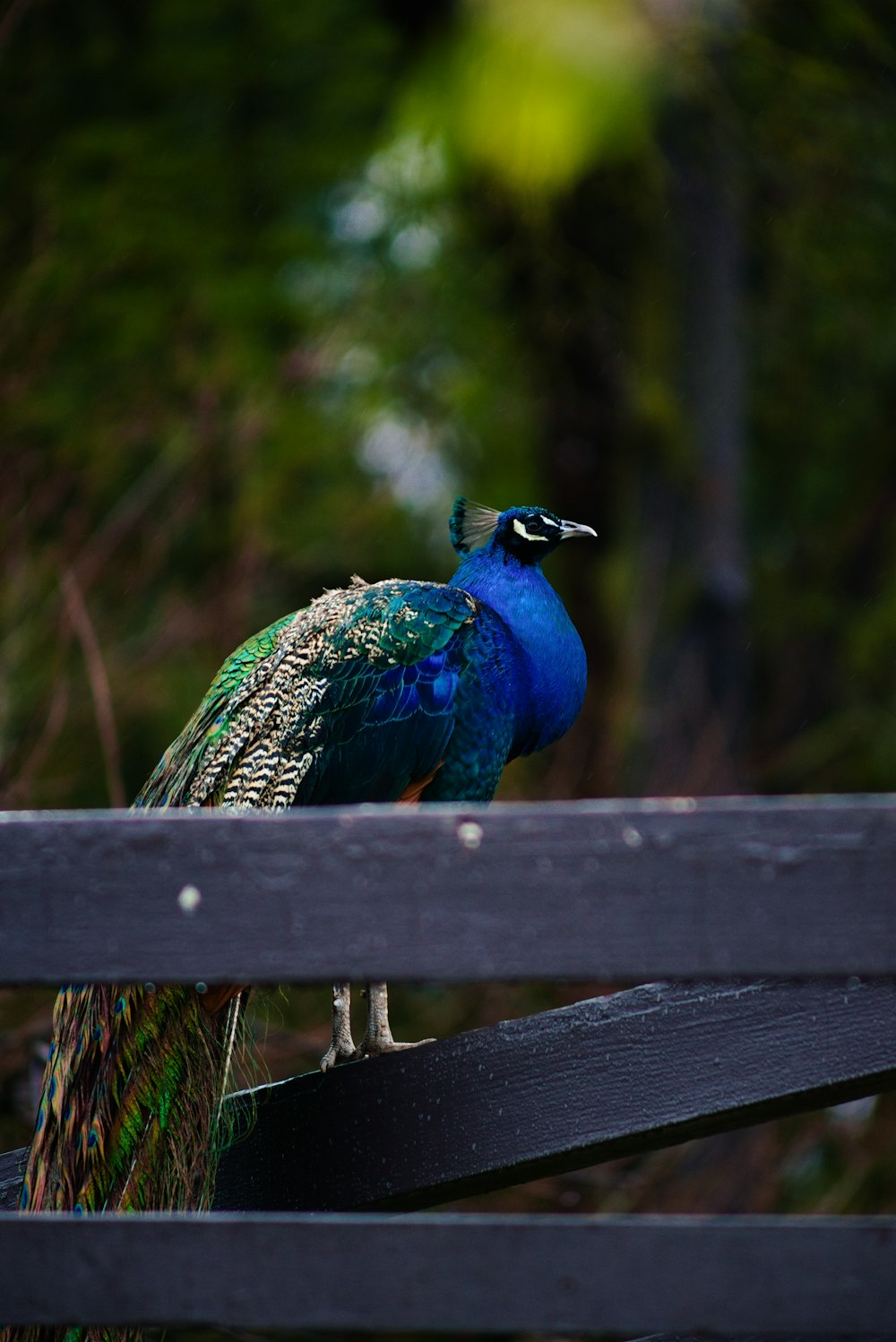 a peacock sitting on top of a wooden bench